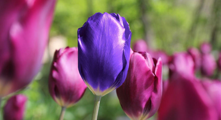A lone purple tulip among a sea of pink tulips